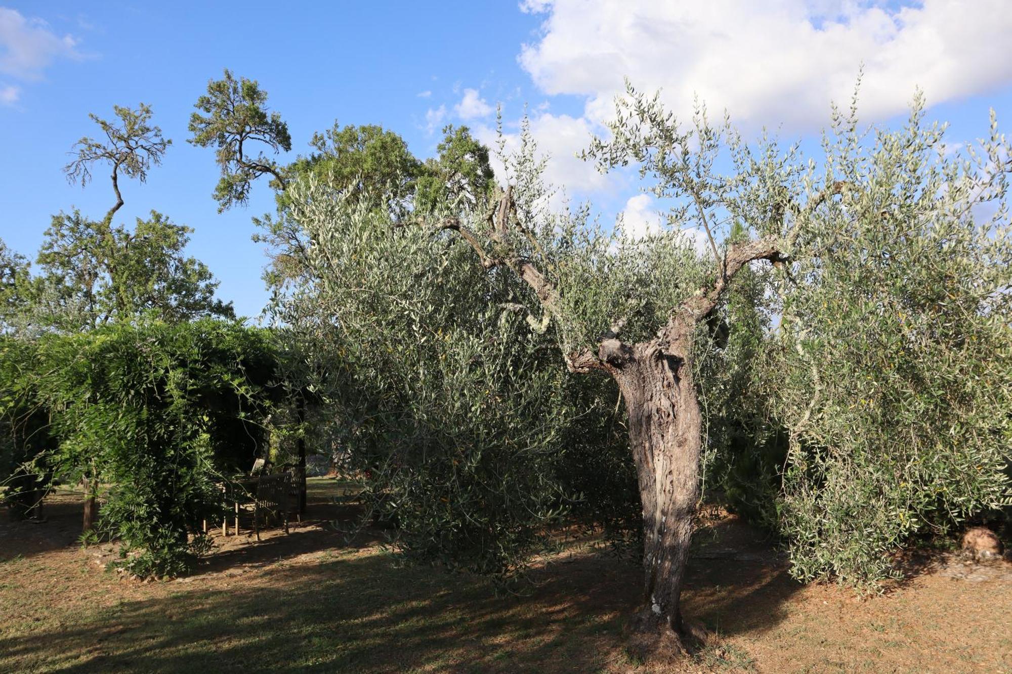 Abbadia Wine Relais Bed and Breakfast Montefollonico Exteriör bild